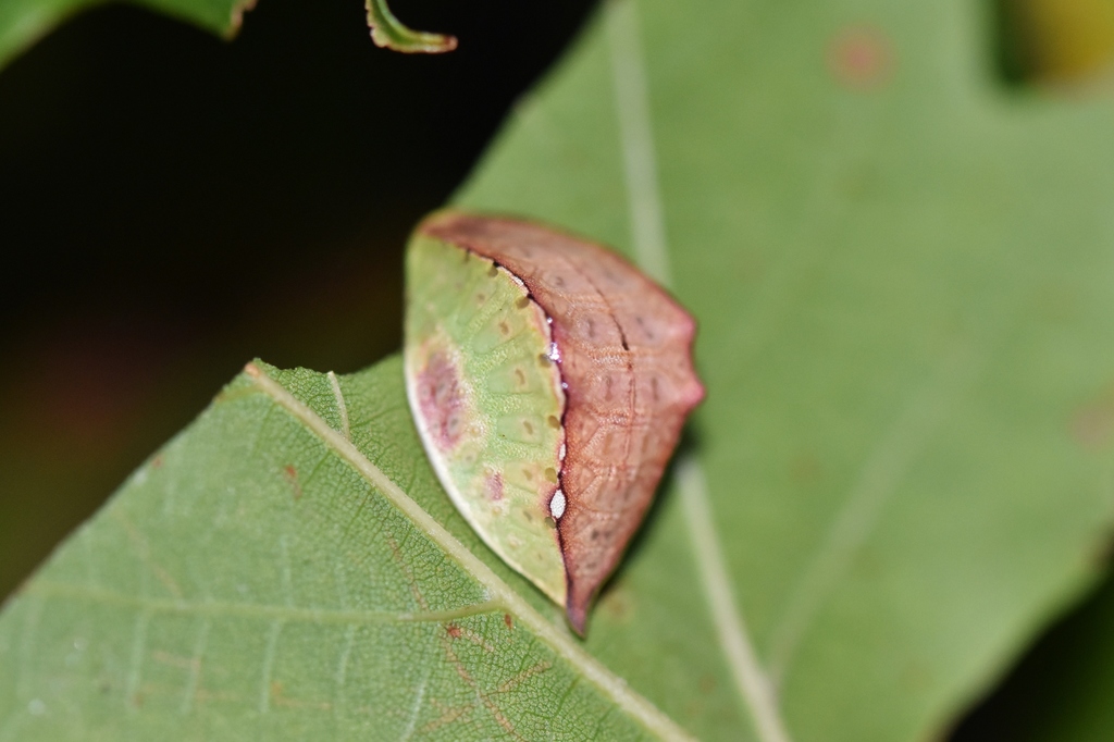 Limacodini