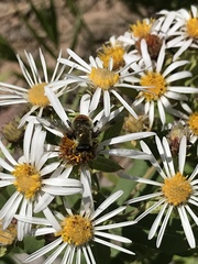 Sericomyia flagrans