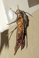 Eupanacra mydon