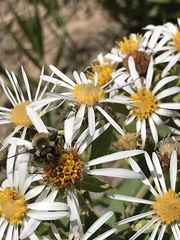 Sericomyia flagrans
