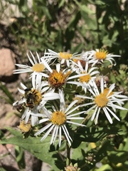 Sericomyia flagrans