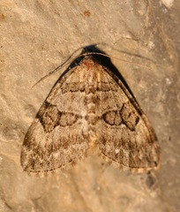 Thera contractata