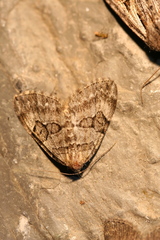 Thera contractata