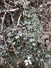 Pallaviciniaceae