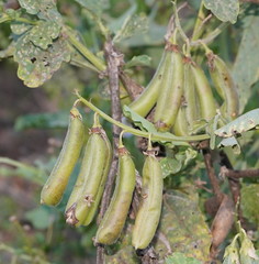 Crotalaria verrucosa