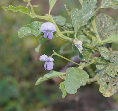 Crotalaria verrucosa