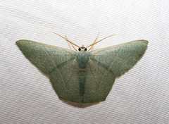Pelagodes subquadraria
