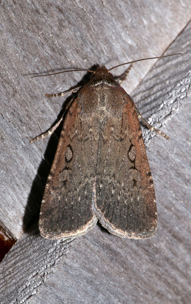 Clandestine Dart Moth