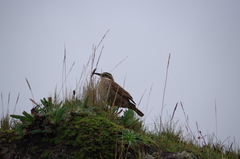 Cinclodes albidiventris