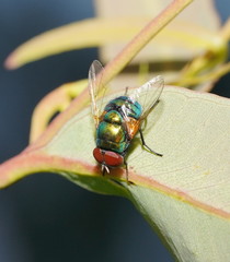 Neomyia lauta