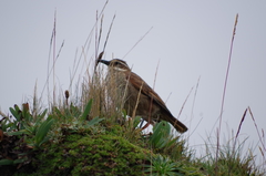 Cinclodes albidiventris