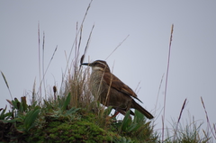 Cinclodes albidiventris