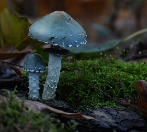 Наблюдение на iNaturalist