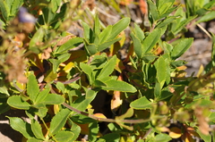 Penstemon cardwellii