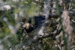 Sericornis maculatus