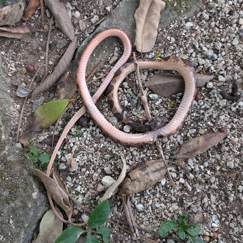 Rainforest Cat-eyed Snake
