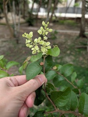Gymnopodium floribundum