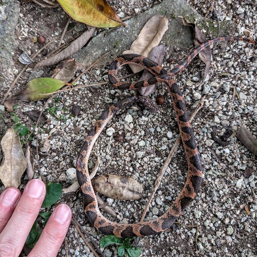Rainforest Cat-eyed Snake