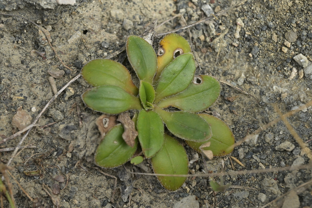 Plantago spathulata; photograph (c) Christopher Stephens, some rights reserved (CC BY-SA)