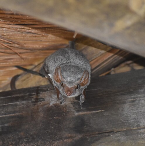 Mauritian Tomb Bat (Taphozous mauritianus)
