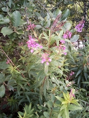 Chamaenerion angustifolium