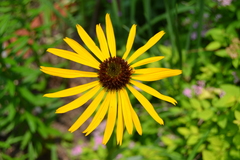 Echinacea paradoxa