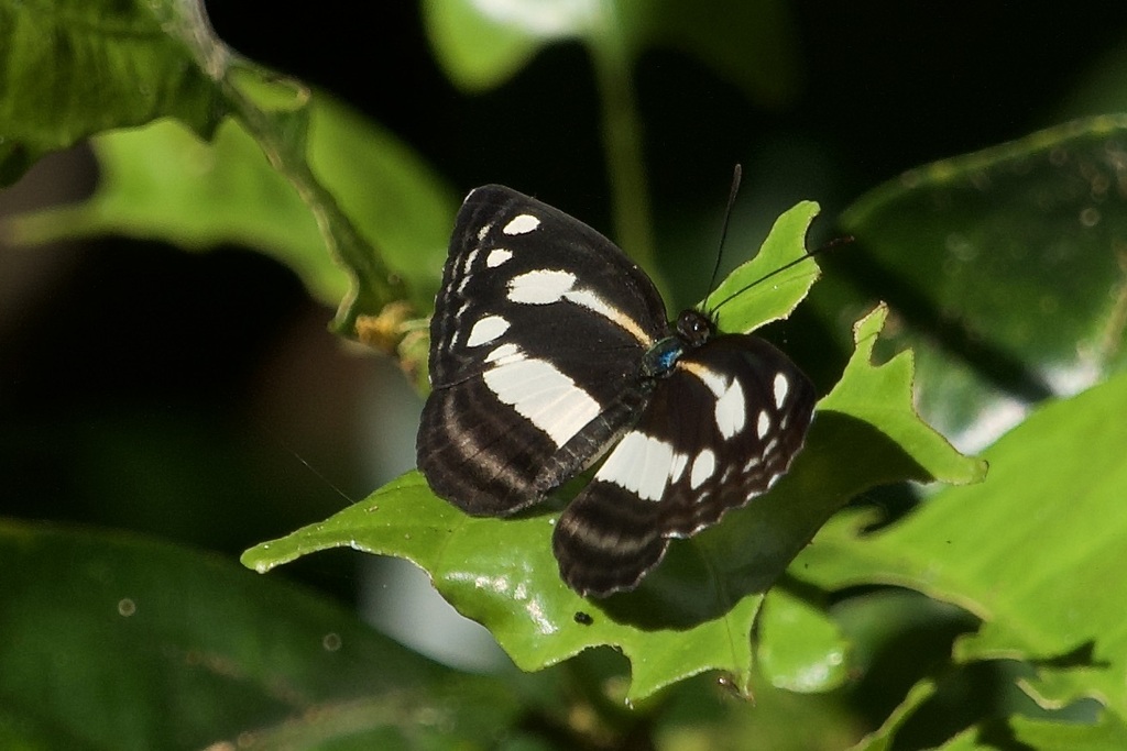 Pantoporia dama