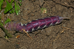 Acherontia