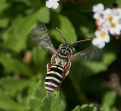 Triepeolus subnitens