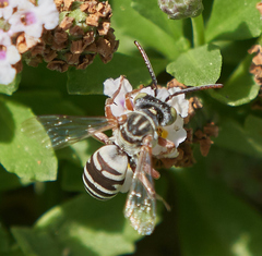 Triepeolus subnitens