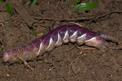 Acherontia