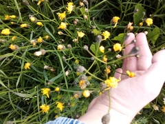 Scorzoneroides autumnalis