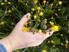 Scorzoneroides autumnalis