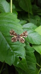 Calydna sturnula