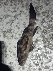 Small-Eyed Sleeper photo 5