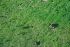 Bison bison athabascae