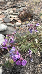 Oxytropis arctica