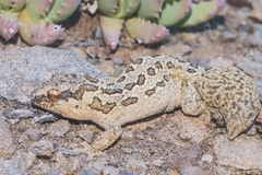 Pachydactylus maculatus