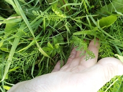 Achillea millefolium