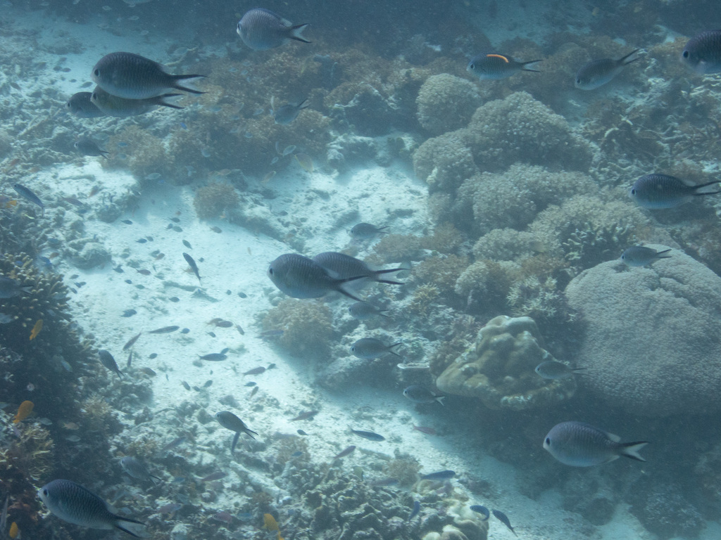 Ternate chromis