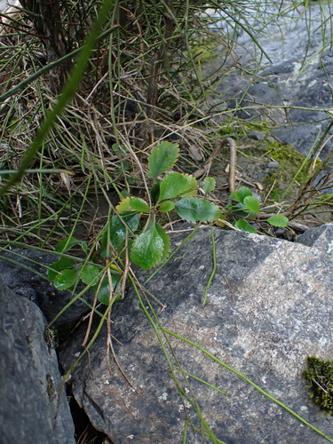 Veronica hulkeana, photograph 3