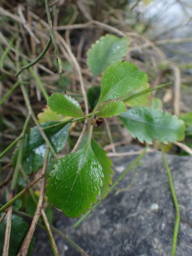 Veronica hulkeana, photograph 4