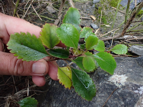 Veronica hulkeana, photograph 5