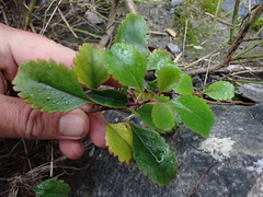 Veronica hulkeana, photograph Benjamin Lavin, CC BY, iNaturalist via GBIF