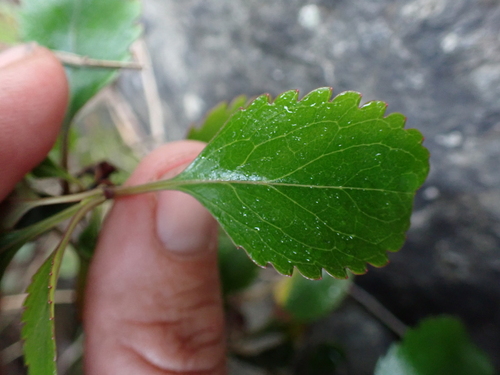 Veronica hulkeana, photograph 6