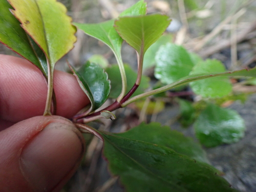 Image of Veronica hulkeana by (c) Benjamin Lavin, some rights reserved (CC BY)