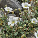 Cerastium latifolium - Photo (c) lorenzodotti, osa oikeuksista pidätetään (CC BY-NC), lähettänyt lorenzodotti