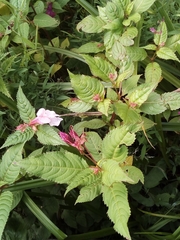 Impatiens glandulifera