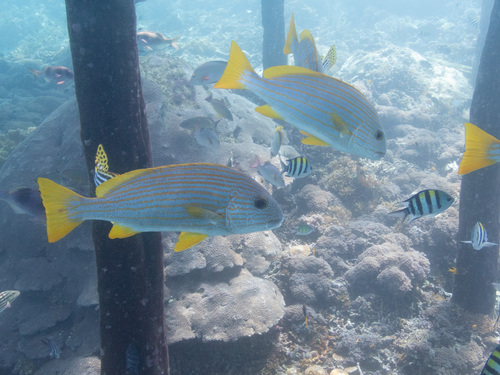 Goldstriped sweetlips (Plectorhinchus chrysotaenia) — Haemulidae — 4