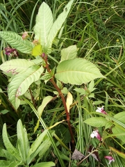 Impatiens glandulifera